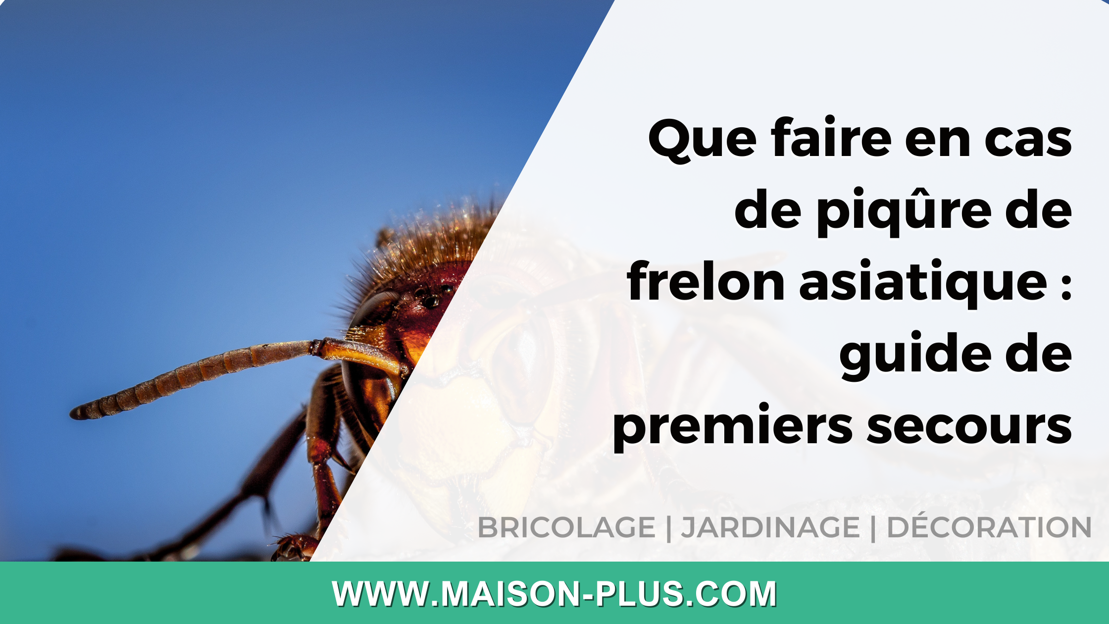Que faire en cas de piqûre de frelon asiatique : guide de premiers secours