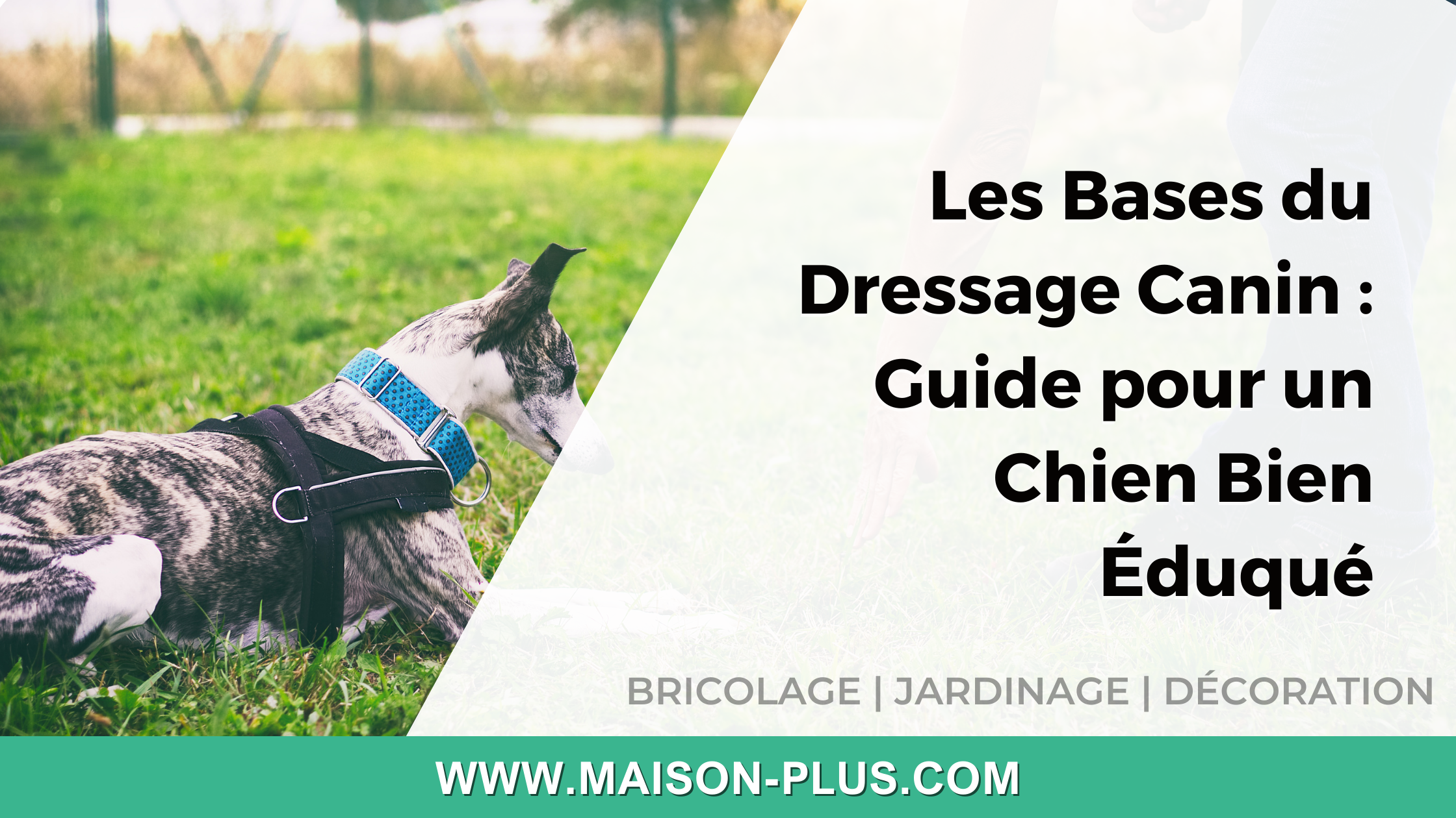 Les Bases du Dressage Canin : Guide pour un Chien Bien Éduqué