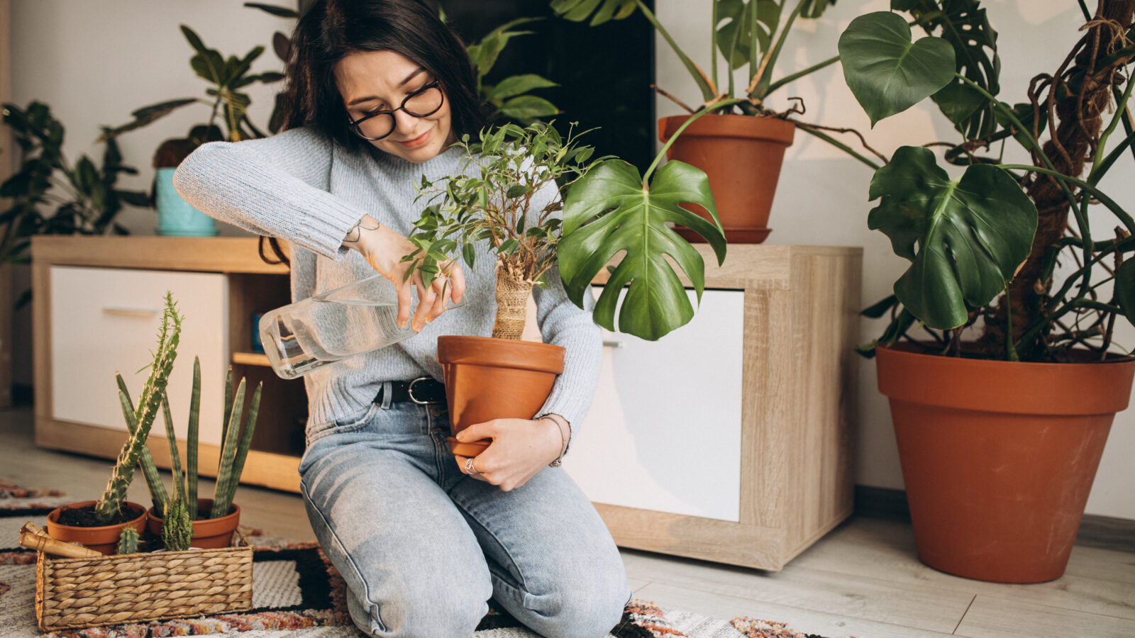 Comment prendre soin de votre Monstera : guide complet